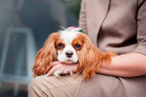 Jak wybrać puppy cavalier king charles spaniel
